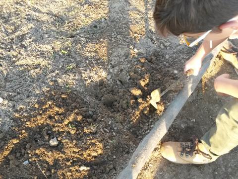 Preparação do terreno para semear cenouras e coentros